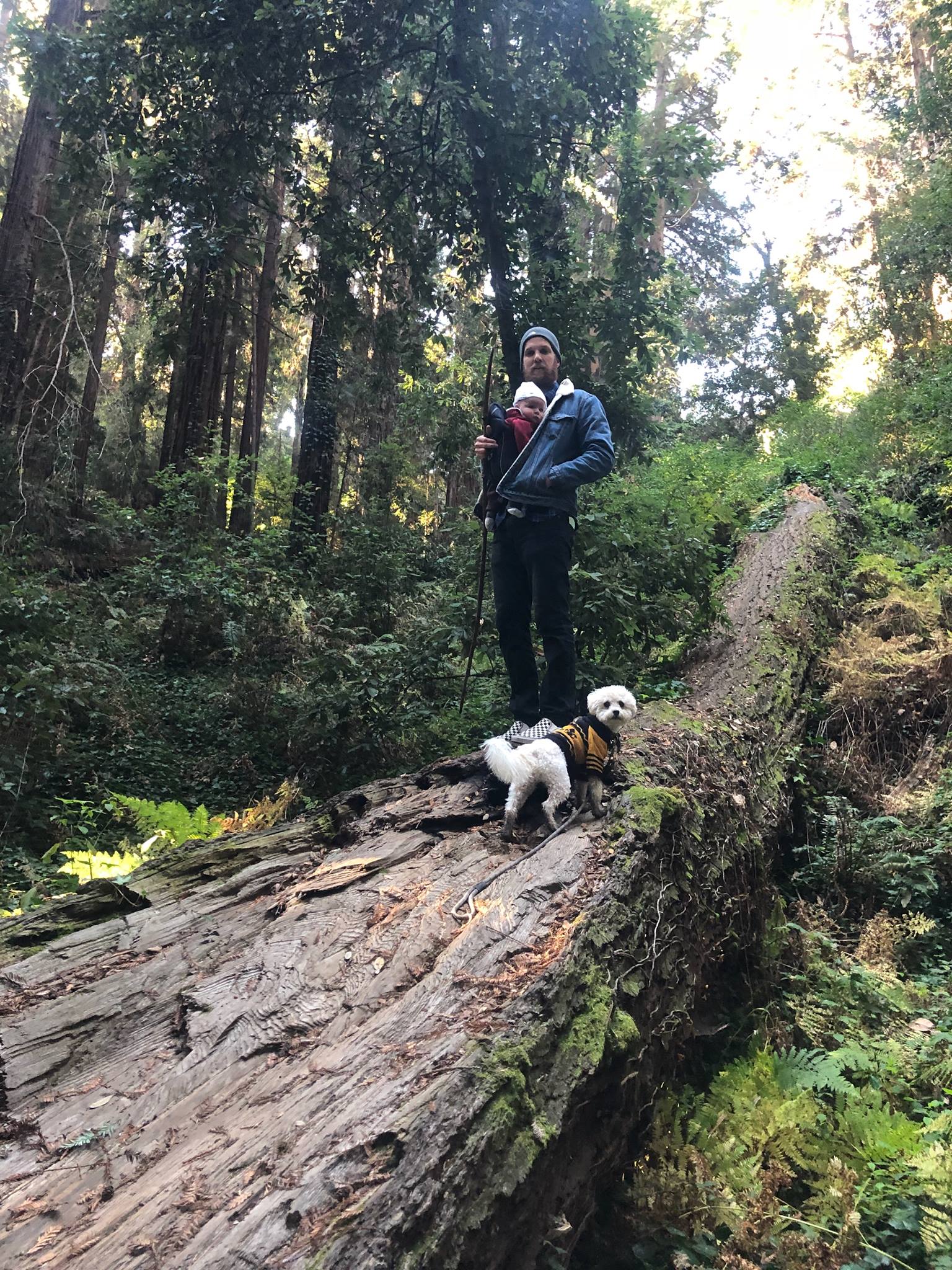 redwood trees